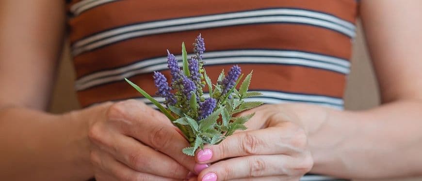 Salvia: propriedades e contraindicações