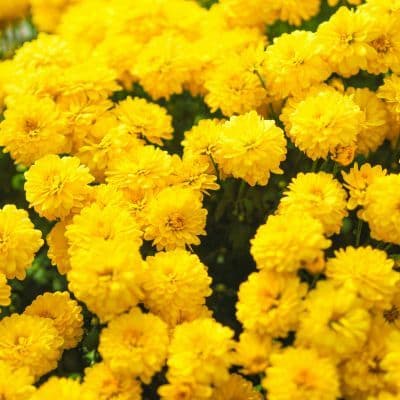 Sentes que a tu mente no rende devido ao stress? O poder de la Rhodiola Rosea